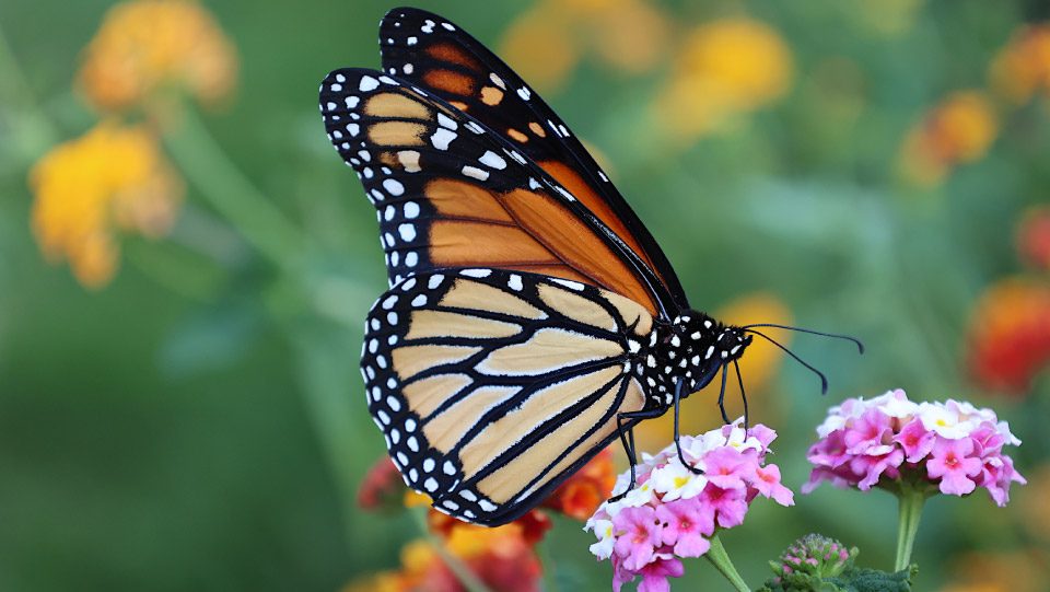 close-up of monarch butterfly on flower