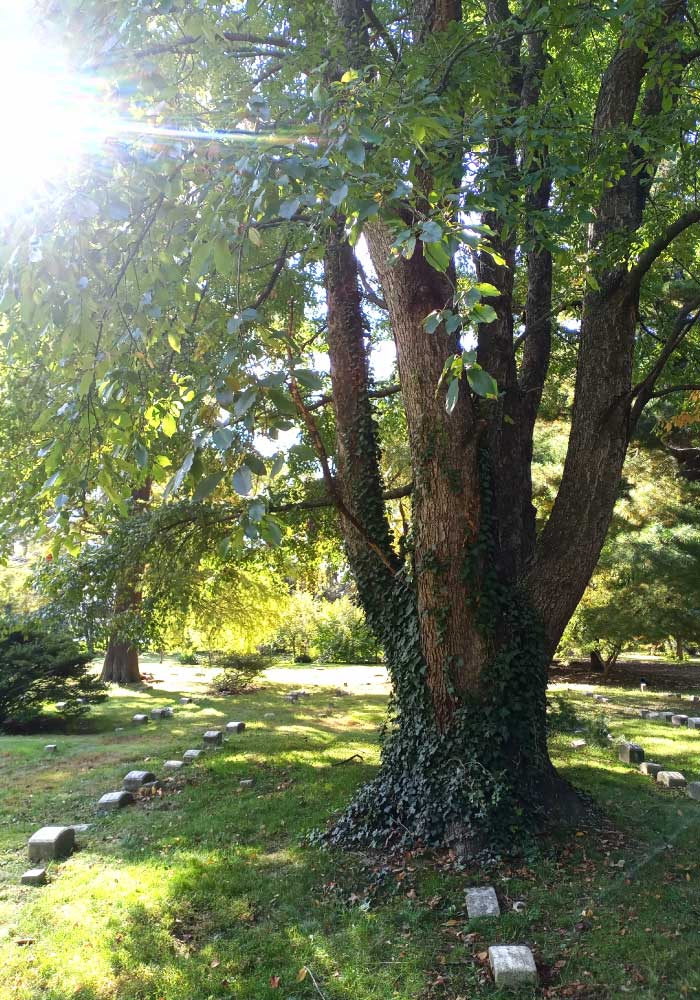 tree with bright sun through leaves with headstones