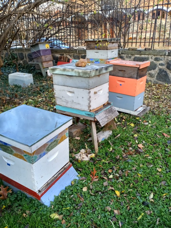 beehives at Friends Southwestern Burial Ground