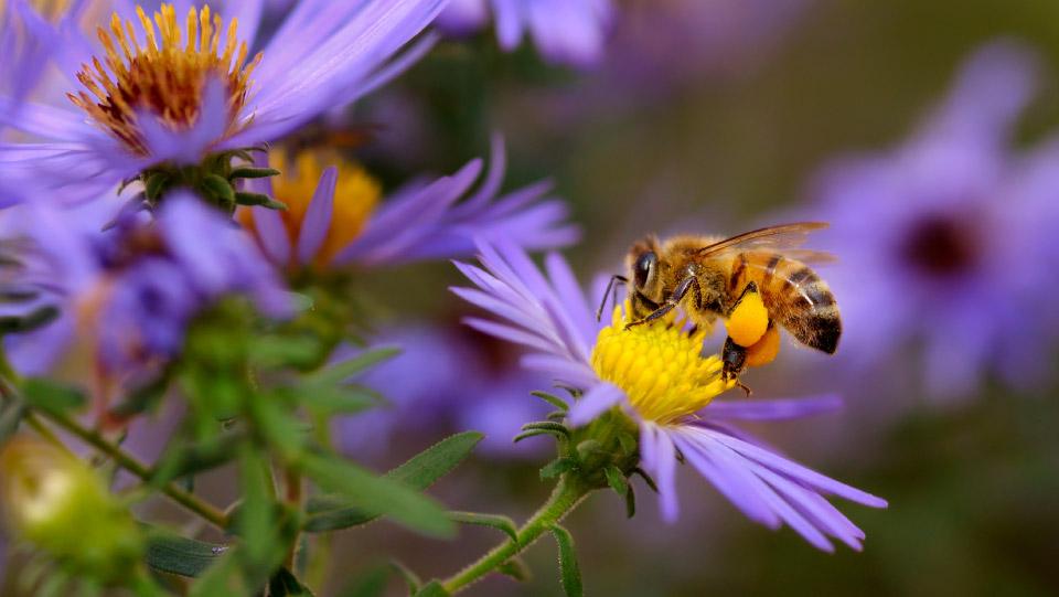 honeybee sips nectar from an aster